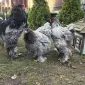 Інкубаційне яйце. Курчата - фото № 8