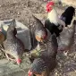 Інкубаційне яйце. Курчата - фото № 2