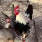 Інкубаційне яйце. Курчата - фото № 3