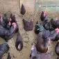 Інкубаційне яйце, птиця, курчата, Род-Айленд - червоний, білий - фото № 3