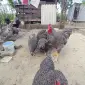 Інкубаційне яйце, птиця, курчата, Плімутрок - смугастий, срібло - фото № 1