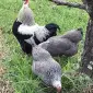 Інкубаційне яйце, птиця, курчата, Плімутрок - смугастий, срібло - фото № 6