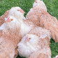 Яйце на інкубацію, курчата, Фавероль: лососева - фото № 2