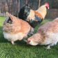 Яйце на інкубацію, курчата, Фавероль: лососева - фото № 4
