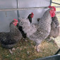 Яйце на інкубацію, курчата, Амрокс - фото № 1