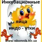 Яйця інкубаційні мускусної качки (індо-качка - фото № 1
