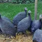 Продається яйце інкубаційне - фото № 6