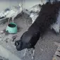 Продається яйце інкубаційне - фото № 2