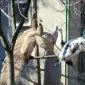 Продається яйце інкубаційне - фото № 5
