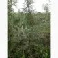 Облепиха облепиха крупноплодная саженцы сорт Чуйская есть Взрослые саженцы мальчики и девочки - фото № 10