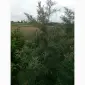 Облепиха облепиха крупноплодная саженцы сорт Чуйская есть Взрослые саженцы мальчики и девочки - фото № 11