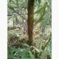 Облепиха облепиха крупноплодная саженцы сорт Чуйская есть Взрослые саженцы мальчики и девочки - фото № 12