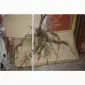 Облепиха облепиха крупноплодная саженцы сорт Чуйская есть Взрослые саженцы мальчики и девочки - фото № 8