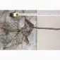 Облепиха облепиха крупноплодная саженцы сорт Чуйская есть Взрослые саженцы мальчики и девочки - фото № 9