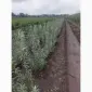 Саженцы облепихи. Клара - фото № 6