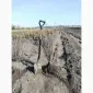 Саженцы облепихи. Клара - фото № 2