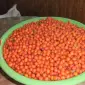 Облепиха крупноплодная бесшипная саженцы дешево - фото № 8