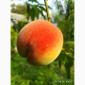 Персик Хасанский - фото № 8