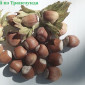 Фундук саженцы новые американские и европейские сорта дешево - фото № 5