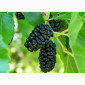Шовковиця чорна "Королівська"Саджанці - фото № 1