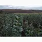 Продам подвой м9 т337 - фото № 1