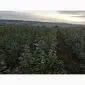 Продам подвой м9 т337 - фото № 3