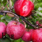 Саджанці яблуні червономяса - фото № 1