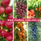 Колоновидные деревья слива - фото № 8