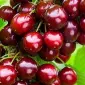 Питомник "Агродиво" реализует собственную продукцию более 900 сортов - фото № 14