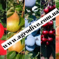 Колоновидные и среднерослые деревья, а также различный кустарник - фото № 10