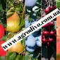 Колоновидные и среднерослые деревья - фото № 10