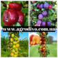 Саженцы деревьев, кустарников, розы в питомнике agrodivo. com.ua - фото № 1