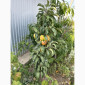 Продам саджанці плодових дерев та кущів, а також декоративних рослин - фото № 13