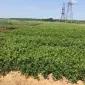 Саженцы голубики оптом от производителя. Свой питомник! 2023 - фото № 7