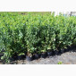 Саджанці Лохини у контейнерах 5 літрів, 4 річні. Розсадник Осінь 2020 - фото № 1