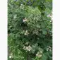 Ежевика садовая РЕД Диамант- ягоды алого цвета с вкусом малины - фото № 1