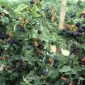 Продам саженцы бесшипной крупноплодной ежевики торнфри - фото № 2