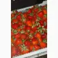 Продам саженцы ранней клубники Румба - фото № 4