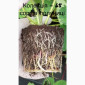 Продам саджанці полуниці 75 сортів, (ЗКС) в горщиках 200 мл - фото № 3