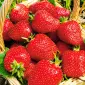 Клубника Роксана (Roxana Strawberry) саженцы клубники Фриго - фото № 1