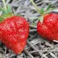 Клубника Флер (Flair Strawberry) саженцы клубники Фриго - фото № 1