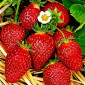 Полуниця Корона (Korona Strawberry) саджанці полуниці Фріго - фото № 1
