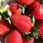 Клубника Румба (Rumba Strawberry) саженцы клубники Фриго - фото № 1