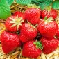 Клубника Хоней (Honeoye Strawberry) саженцы клубники Фриго - фото № 1
