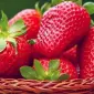 Клубника Кристина ( Cristina Strawberry) саженцы клубники Фриго - фото № 1
