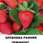 Продам саджанці полуниці садової сорт "Квікі" - фото № 1