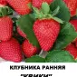Продам саженцы клубники садовой сорт "Квікі" - фото № 1