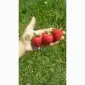 Продам рассаду клубники - фото № 1