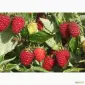 Продажа Малина саженцы сорта Атлант полана Зюгана еще 15 сортов - фото № 2