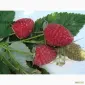 Саженцы Малины Брусвяна Полана Зюгана - фото № 1
